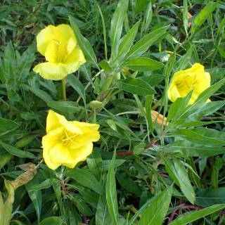 Onagra marilla de Missouri